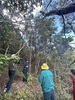 신안에서 세계 최대 직경 모새나무 군락지 발견