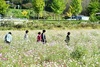 담양군, 코스모스 만개로 가을 정취 물씬