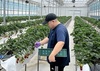 스마트온실서 딸기 재배할 청년농업인 신청하세요
