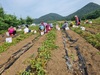 담양군 무정면, 햇감자 수확해 어려운 계층에 나눔 활동 펼쳐
