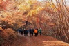 200여 영암군민, 백룡산 단풍나무 숲길 걸으며 가꿔