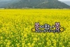 “유채꽃 한 송이에 봄을 담다”영암군, 상춘객 맞이 프로그램 운영