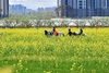 장성군의 봄, 축제로 ‘반짝반짝’