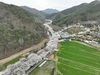 보성군, 문덕면 벚꽃 터졌다! 기다렸던 벚꽃이 ‘활짝’
